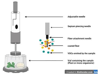 Advances in analytical techniques for assessing volatile organic compounds in pulse crops: a comprehensive review